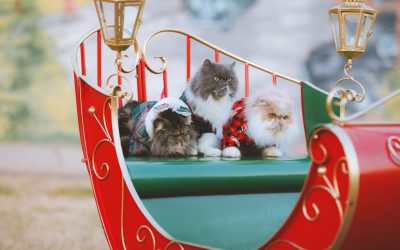 Paws and Peace Essential Oils For Pets During The Holidays And How To Use Them Safely
