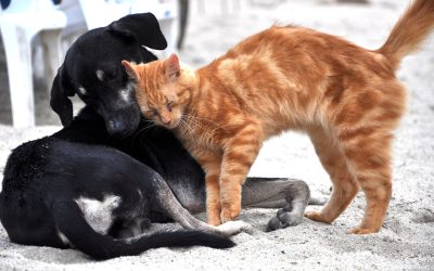 Pet-Proofing Your Home And Environment