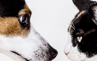 Summer Survival Guide For Your Pets