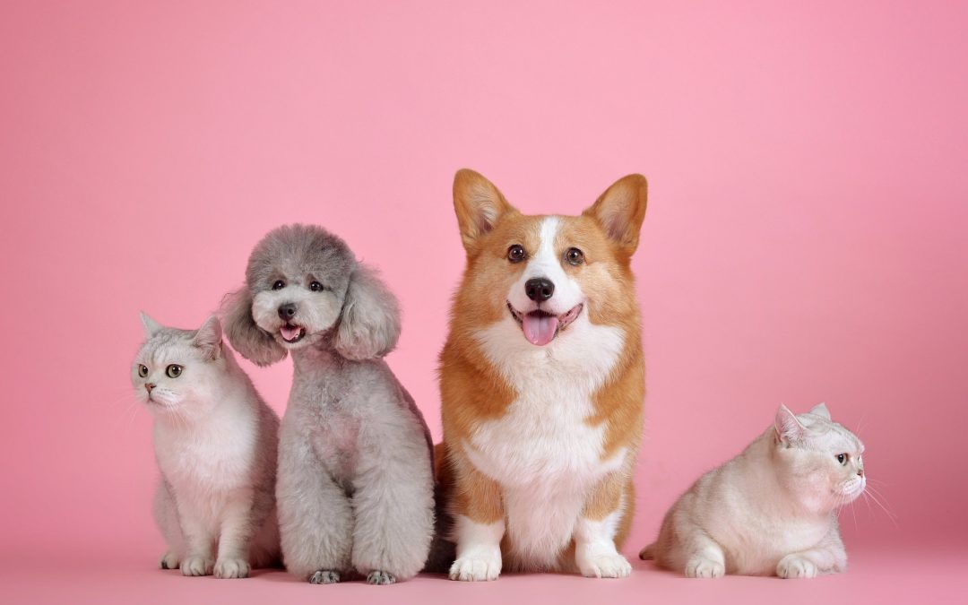 Why Do We Have Pets?