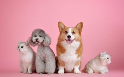 Why Do We Have Pets?